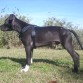Buba Puesto(4 meses)